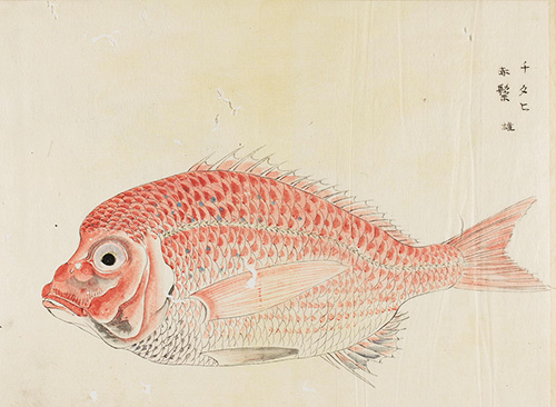 Crimson sea bream from Suizokuzufu (vol.1) 