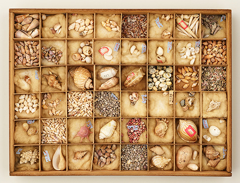 Part of Hotta Tatsunosuke’s collection of shell specimens