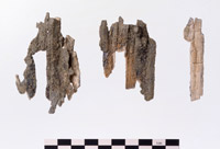 写真１：ナウマンゾウの臼歯の破片