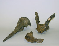 写真３：マイルカ（左）・イノシシ（手前）・シカの骨