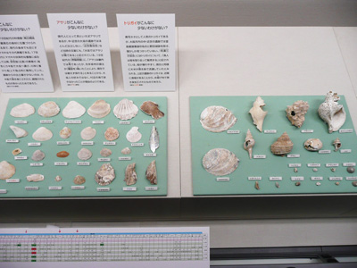 大坂城下町周辺で出土した貝類（中世～近世）