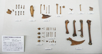 大坂城下町跡で出土した鳥の骨（17世紀中ごろ）