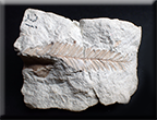 メタセコイア化石 枝葉の標本